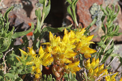 Sedum lanceolatum lanceolatum