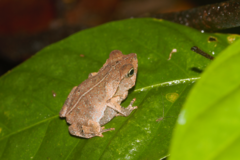 Rhinella castaneotica