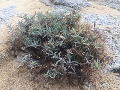Porophyllum maritimum