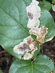 Cameraria gaultheriella