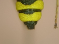 Cerceris sabulosa