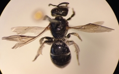 Lasioglossum interruptum