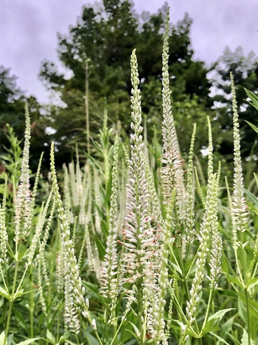 Veronicastrum virginicum