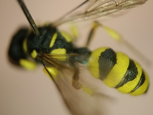Cerceris sabulosa