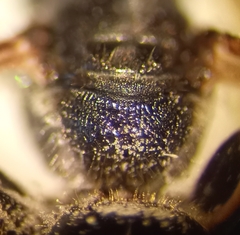 Lasioglossum interruptum