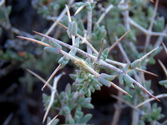 Ruschia spinosa