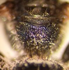 Lasioglossum interruptum