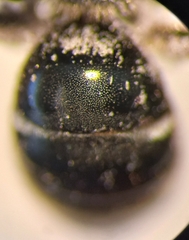 Lasioglossum interruptum