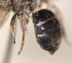 Lasioglossum interruptum