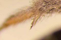 Lasioglossum interruptum