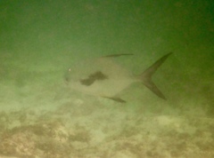 Trachinotus falcatus