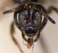 Lasioglossum interruptum