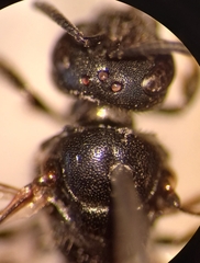 Lasioglossum interruptum