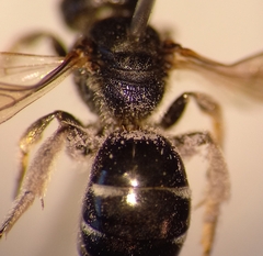 Lasioglossum interruptum