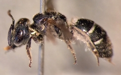 Lasioglossum interruptum