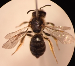 Halictus