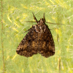 Condicinae