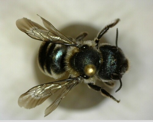 iNaturalist observation photo of Mason Bees