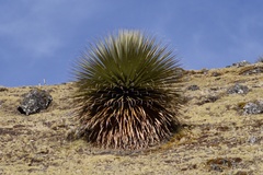 Puya raimondii