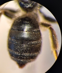 Halictus