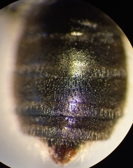 Halictus