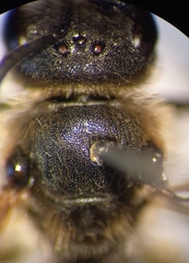 Halictus
