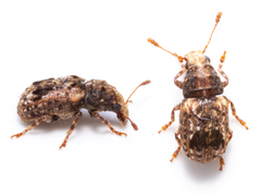 Enedreytes sepicola
