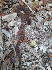 Agkistrodon russeolus