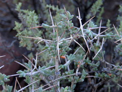 Ruschia spinosa
