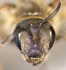 Halictus