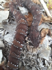 Agkistrodon russeolus