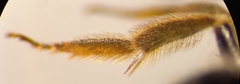 Halictus
