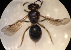 Lasioglossum interruptum