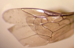 Lasioglossum interruptum