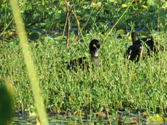 Netta erythrophthalma