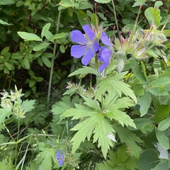 Geranium erianthum