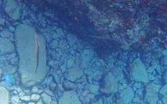 Aulostomus maculatus