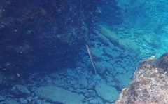 Aulostomus maculatus