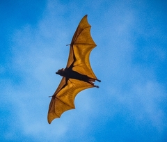Pteropus vampyrus