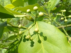 Euonymus fortunei