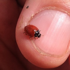 Cycloneda emarginata