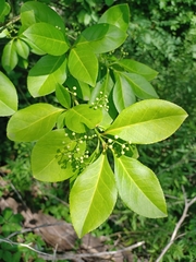 Euonymus fortunei