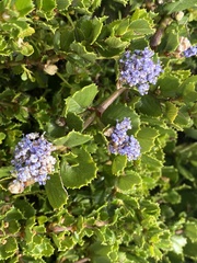 Ceanothus gloriosus