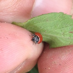 Cycloneda emarginata
