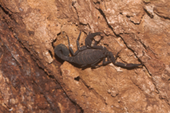 Tityus obscurus