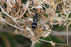 Chlorophorus aegyptiacus