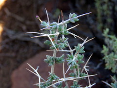 Ruschia spinosa