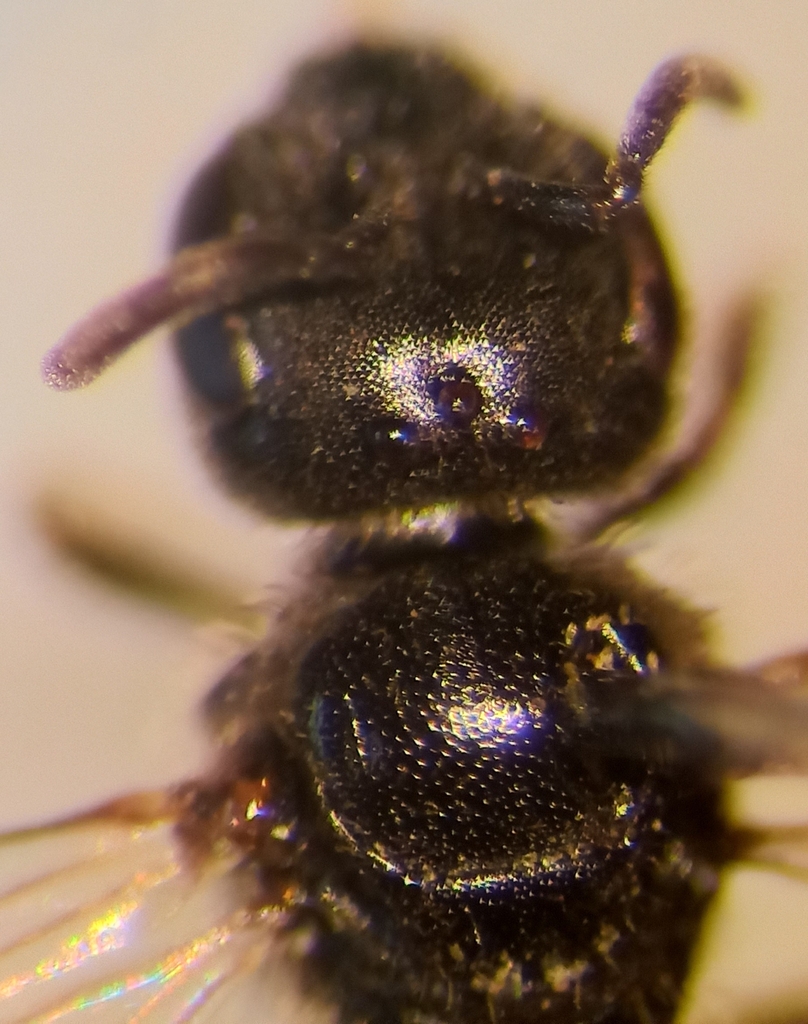 Lasioglossum glabriusculum
