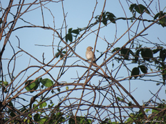 Sporophila albogularis