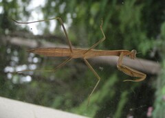 Tenodera sinensis